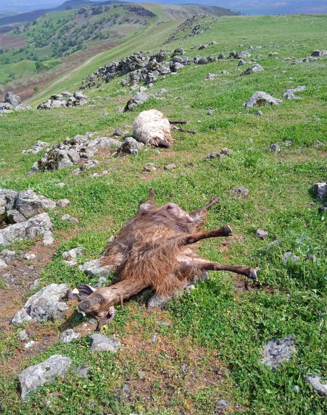 Hayvan otlatırken hayatının şokunu yaşadı! Her şey bir anda oldu, karşılaştığı manzara karşısında yığılıp kaldı 6